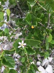 Pterostemon mexicanus