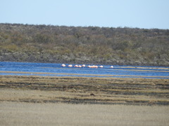 Phoenicopterus chilensis