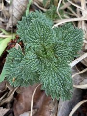 Urtica dioica