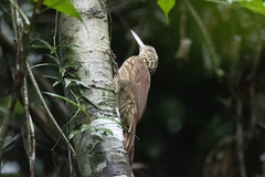 Xiphorhynchus guttatus