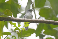 Thamnophilus murinus