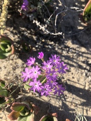 Abronia villosa