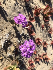 Abronia villosa