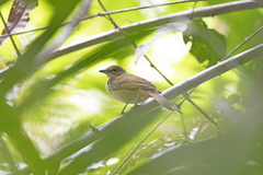 Tachyphonus surinamus