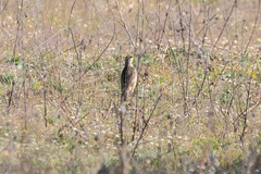 Sturnella magna auropectoralis