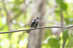 Tachyphonus surinamus