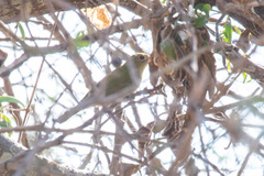 Vireonidae