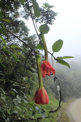 Passiflora crispolanata