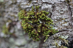 Ulota coarctata
