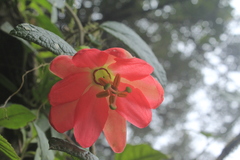 Passiflora crispolanata