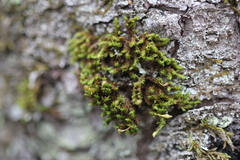 Ulota coarctata