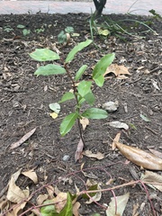 Prunus caroliniana