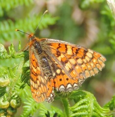 Euphydryas aurinia beckeri