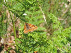 Euphydryas aurinia beckeri
