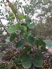 Senegalia reniformis