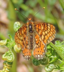 Euphydryas aurinia beckeri
