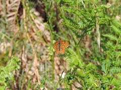 Euphydryas aurinia beckeri