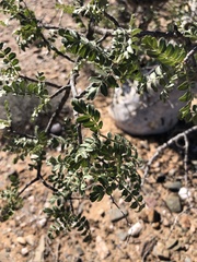 Pachycormus discolor