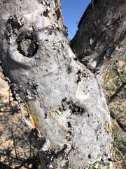 Pachycormus discolor