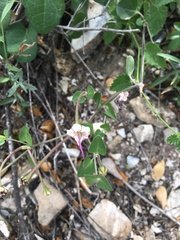 Mirabilis longiflora