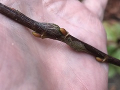 Euhexomyza simplicoides