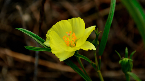 Yucatan flymallow (Cienfuegosia yucatanensis)