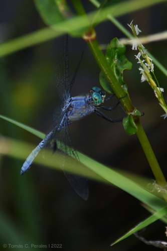 Micrathyria ungulata