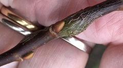 Euhexomyza simplicoides