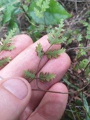 Pteris saxatilis