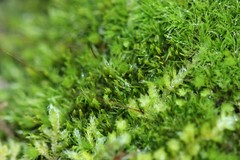 Dicranum flagellare