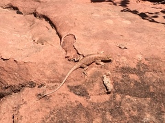 Urosaurus ornatus wrighti