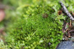 Dicranum flagellare