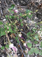 Mirabilis longiflora