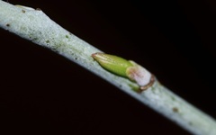 Salix irrorata