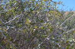 Berberis microphylla