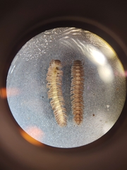 Pseudopolydesmus erasus