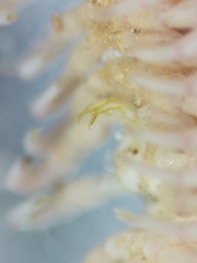 Pseudopolydesmus erasus