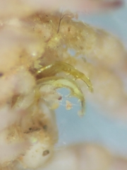 Pseudopolydesmus erasus