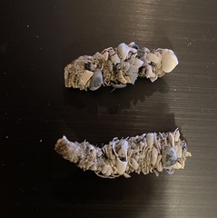 Diopatra cuprea