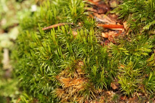 Image of Whip Fork Moss (Dicranum flagellare) by (c) Quinten Wiegersma, some rights reserved (CC BY)