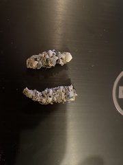 Diopatra cuprea