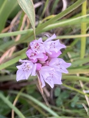 Allium serra