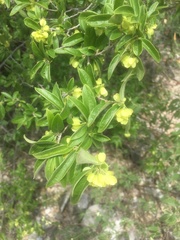 Neopringlea integrifolia