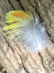 Platycercus elegans flaveolus