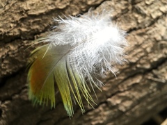 Platycercus elegans flaveolus