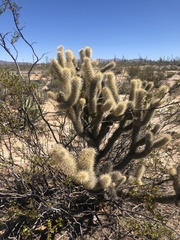 Cylindropuntia bigelovii