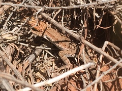 Uta stansburiana uniformis