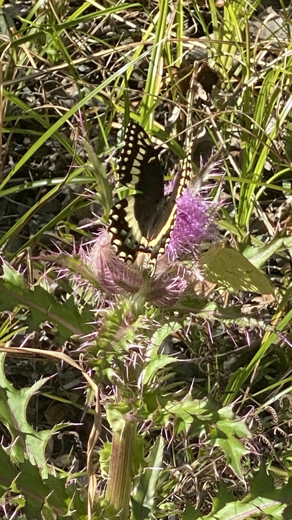 Palamedes Swallowtail