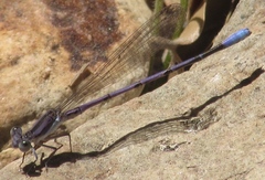 Argia hinei