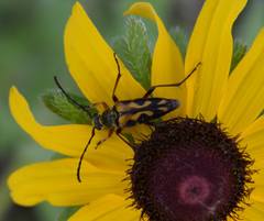 Typocerus octonotatus